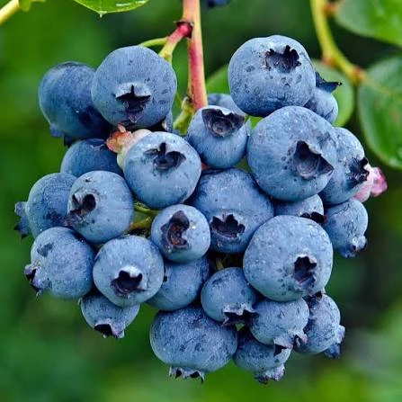 Blueberry Plant