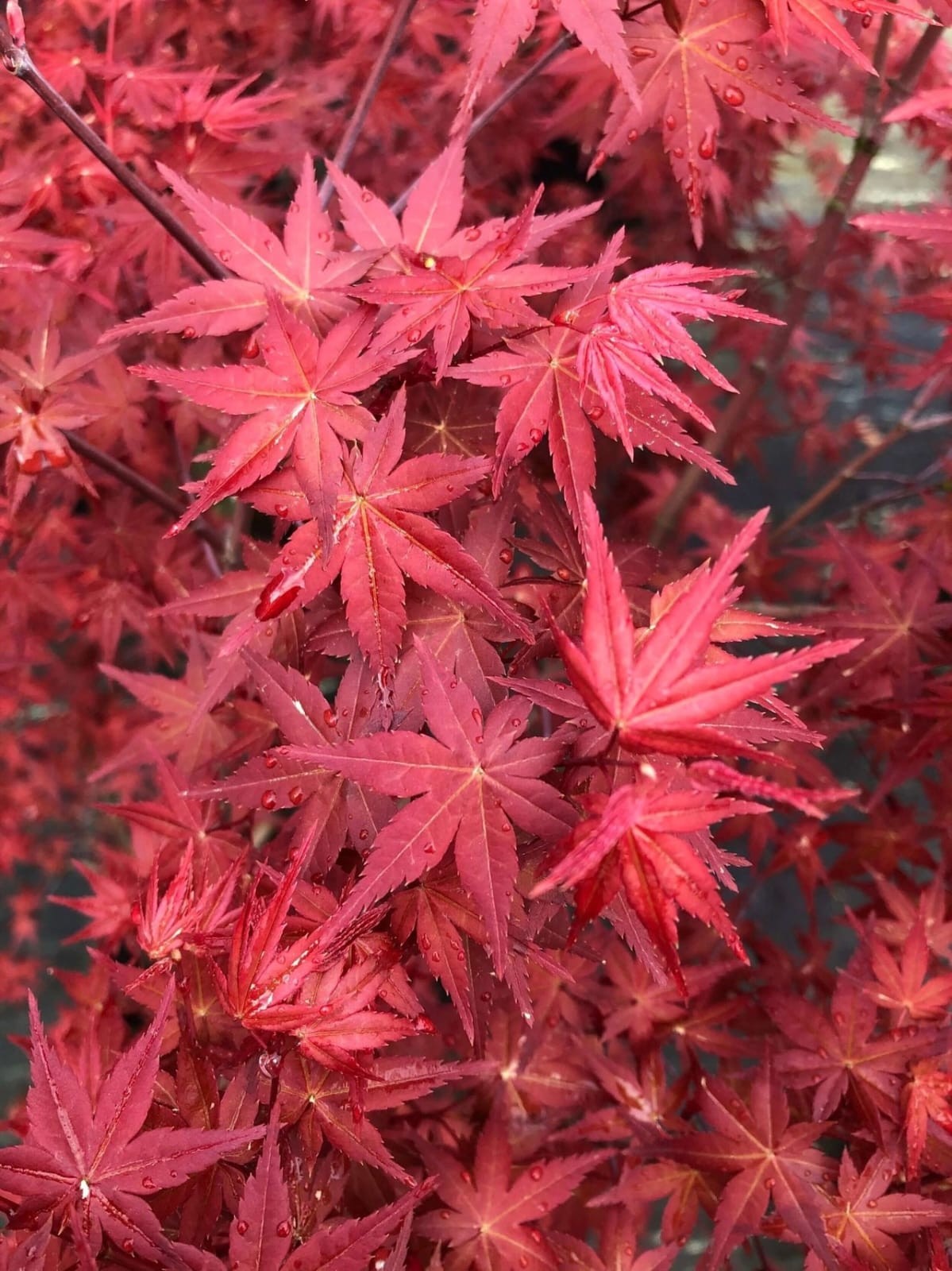 Otome Zakura Japanese Maple – Rare Foliage Acer palmatum | Premium Ornamental Plant Kashmir India