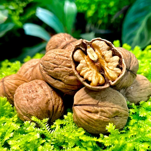 Walnut Plant