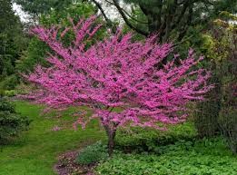 Rare Pink Judas Tree - Bare-Bark Blooming Ornamental Plant