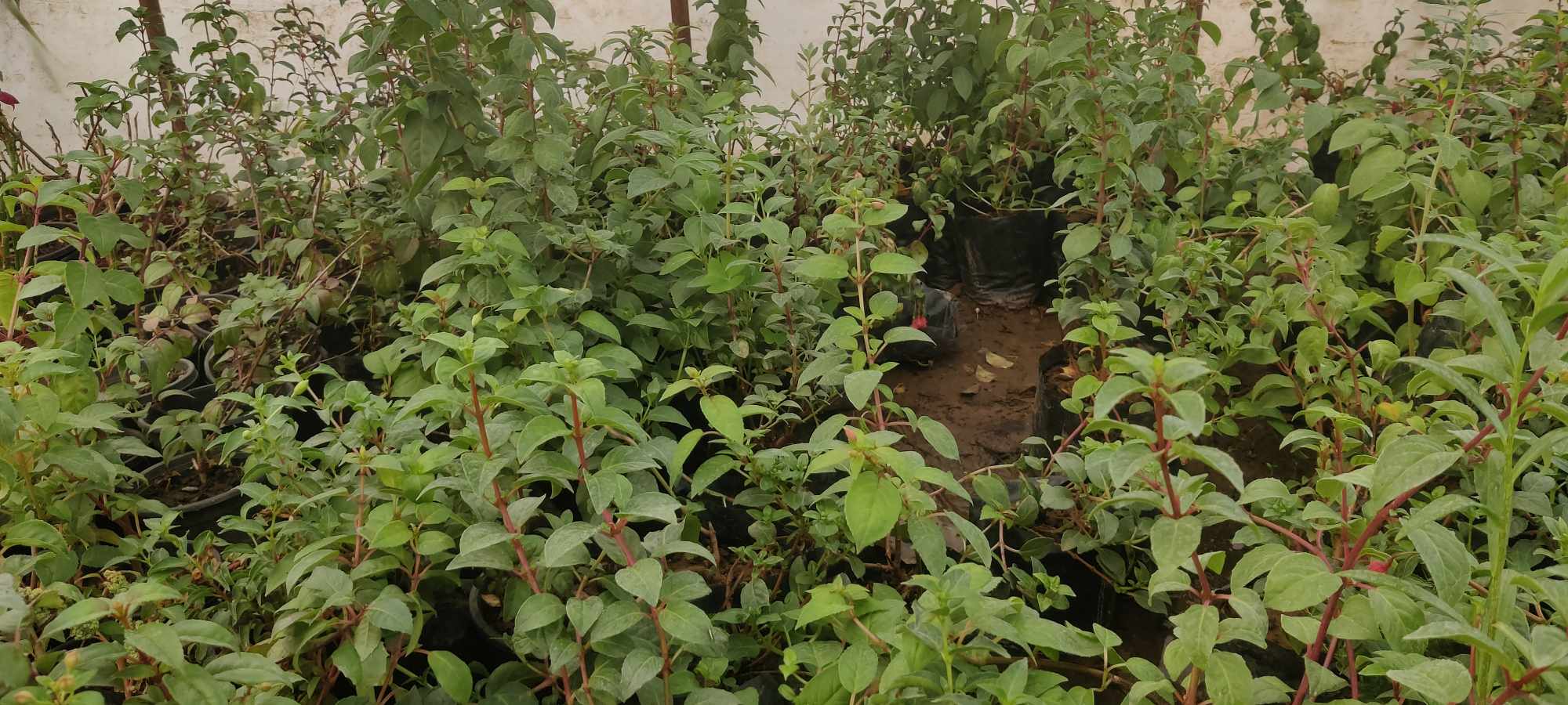 Hybrid Fuschia Plants Mixed Colors