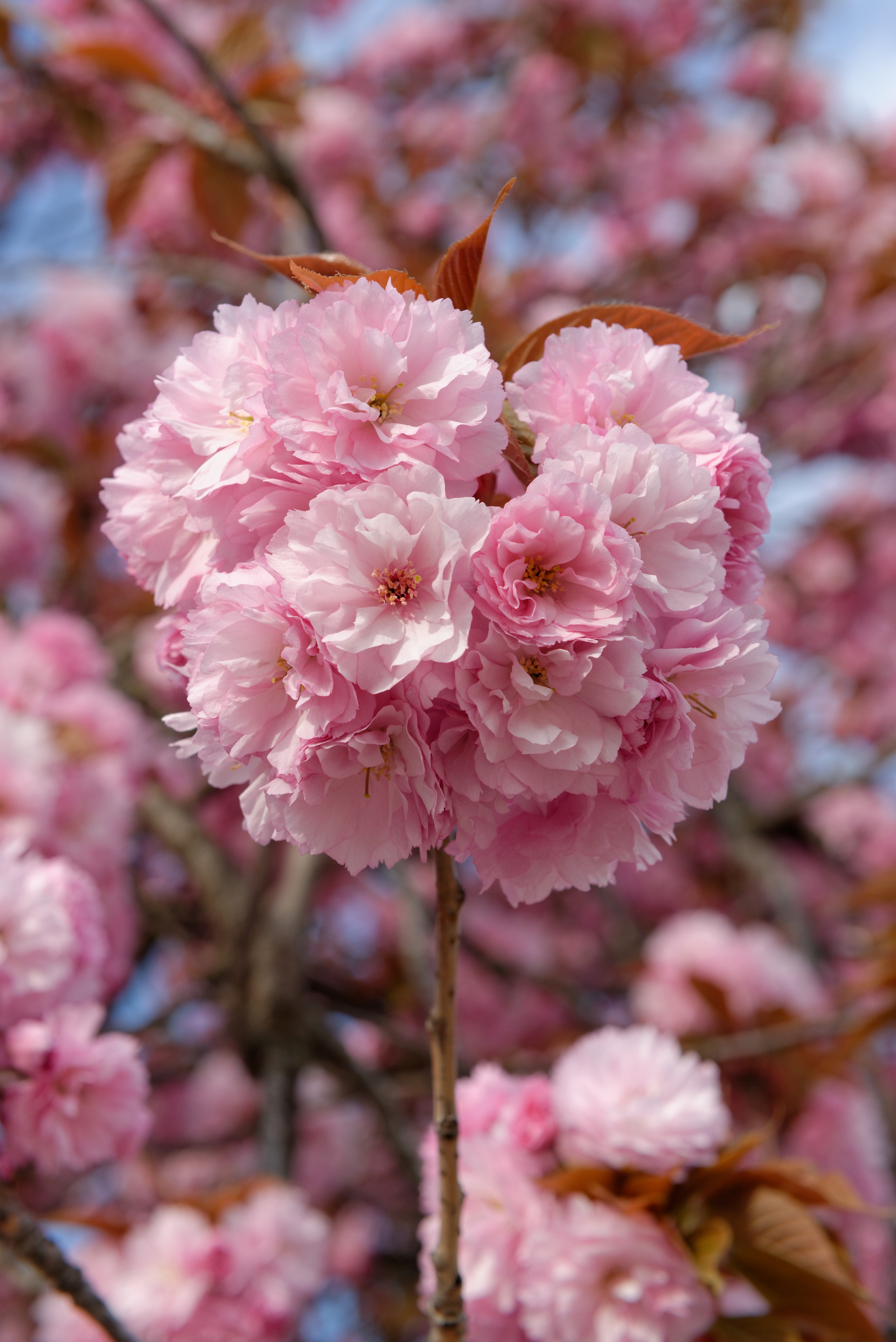 Japanese Cherry Blossom ‘Kanzan’ (Prunus serrulata) – Double Pink Sakura Tree | Ornamental Flowering Cherry Plant