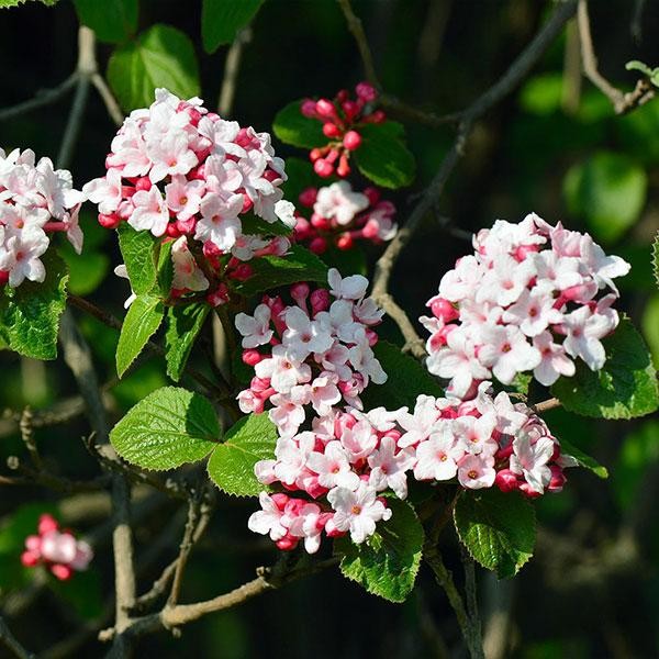 Koreanspice Viburnum Plant - Highly Fragrant Spring Blooms
