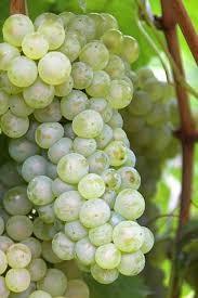 Thompson Seedless Grape Vine - Live Sweet Green Fruit Plant