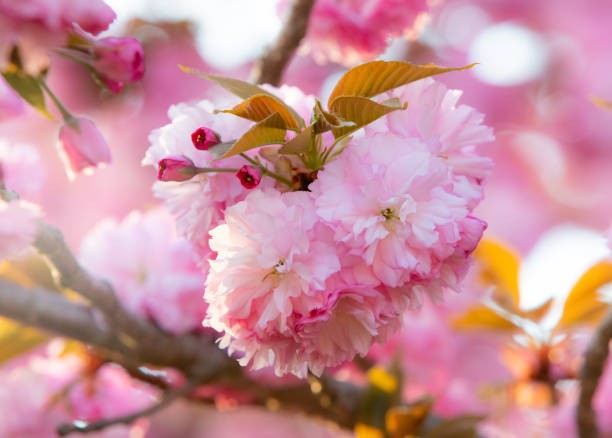 Japanese Cherry Blossom ‘Kanzan’ (Prunus serrulata) – Double Pink Sakura Tree | Ornamental Flowering Cherry Plant
