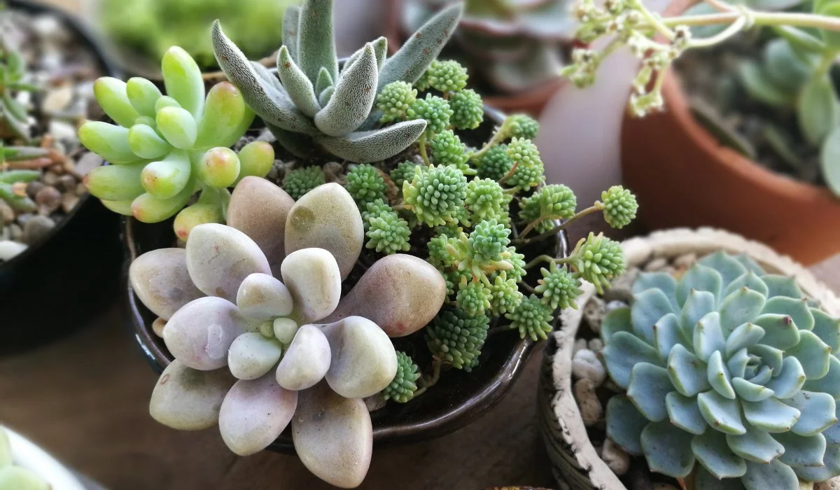 Succulent Plants