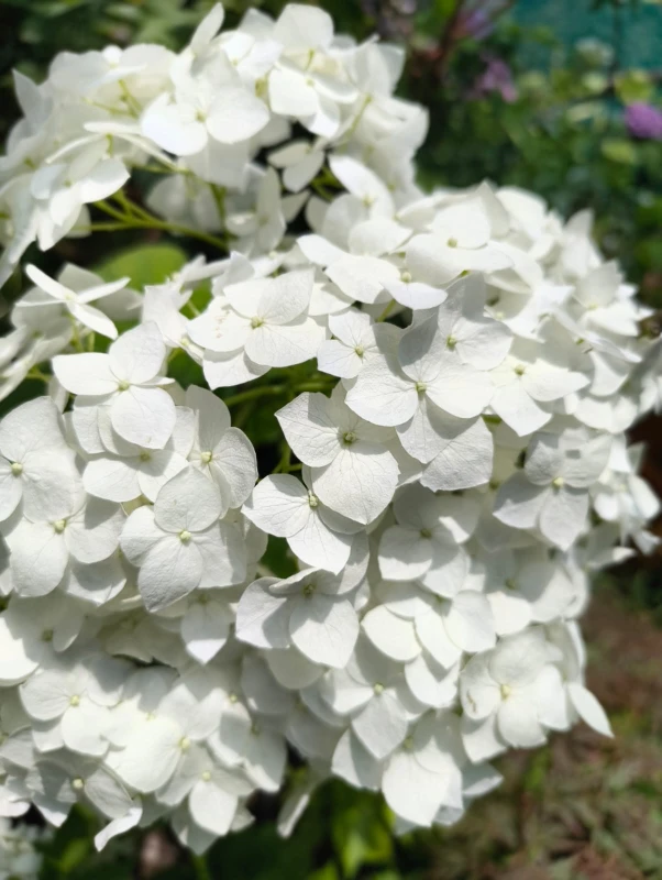Smooth Hydrangea