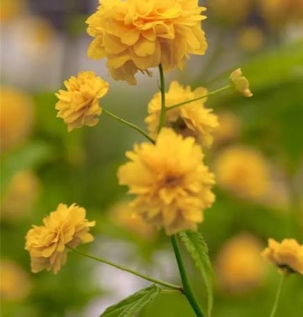 Double Japanese Kerria Plant (Kerria japonica Pleniflora) - Yellow Flowering Shrub - Japanese Rose