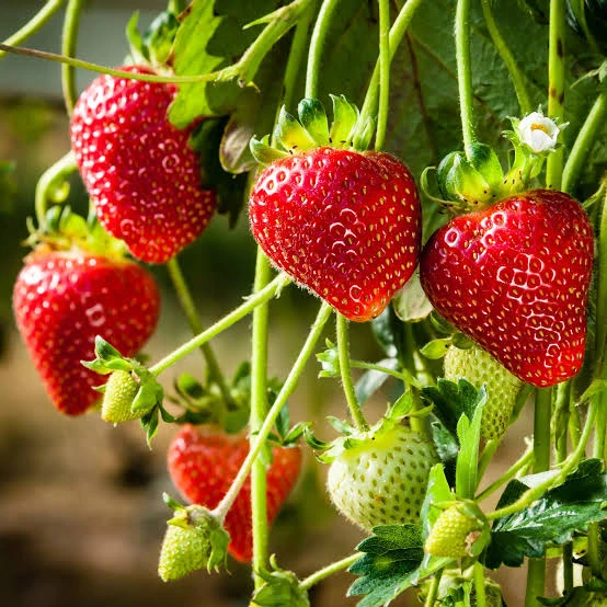Strawberry Plant