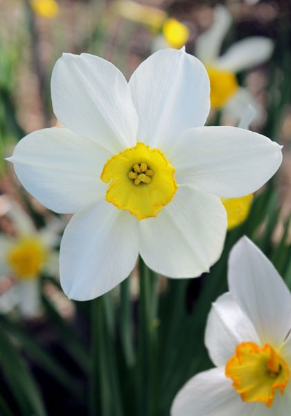 Daffodil Bulbs